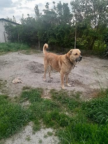 qaz yagi satisi: Erkek — 2