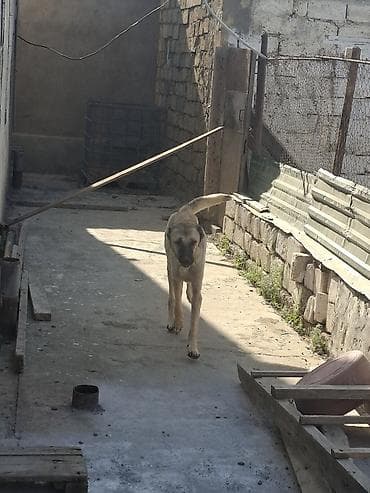 kangal iti satilir: Kanqal, 2 il, Dişi, Cütləşmə üçün — 6