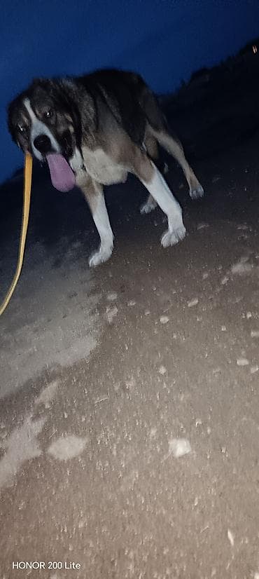 simental erkek dana: Erkek — 3