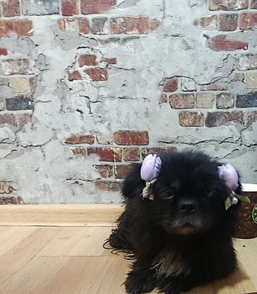 ev iti type 1: Pekines, Dişi — 4