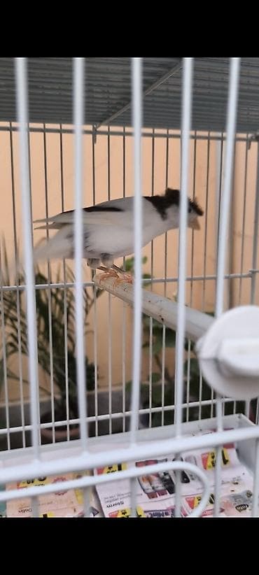 sisar quşu: Hazir erkeydi barter ederem 3 eded maya eliye yada hazir cutle — 3