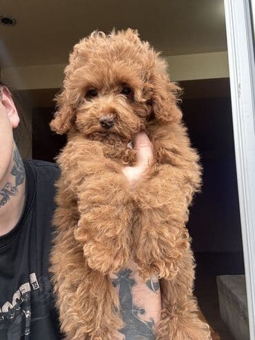 dagistan coban iti: Pudel — 4