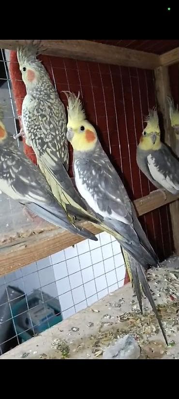 quş adları: Salam El quwuda var icinde 2 dene ikside erkekdi onlarin qiymeti — 2