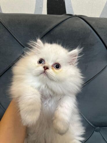 şotlan pişik: Şotland yastı qulaq, Erkək, Dişi, Yaxşı əllərə, Ünvandan götürmə, Pulsuz çatdırılma, Ödənişli çatdırılma — 157