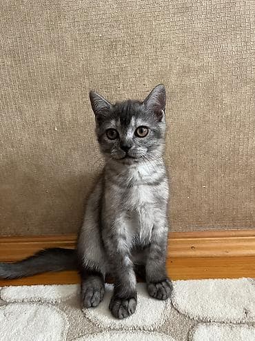 ağ pişiy: Temiz qan Oglandi 15.11.25 dogulub. Qum terbiyesi yeme oyredilib. Oz — 4