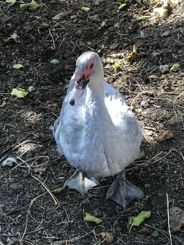 cins ineklerin qiymeti: Lavanda erkek ordey satilir.2 ededdir.əsil damazliqa — 3