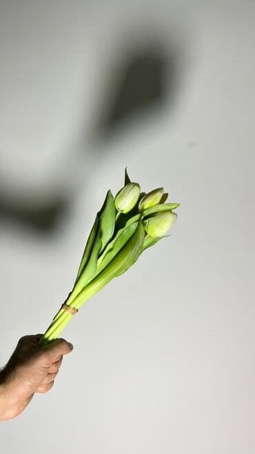 tülpan gülü haqqında: Məhsul: Tülpan gulleri - Rənglər: Şaftalı-narıncı və ağ tonlarda — 5