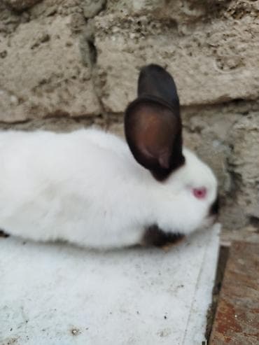 dovşan əti: Kalfor dovwanlar damazlig 🇦🇿 isdeyen olsa whatcapa yazsin — 5