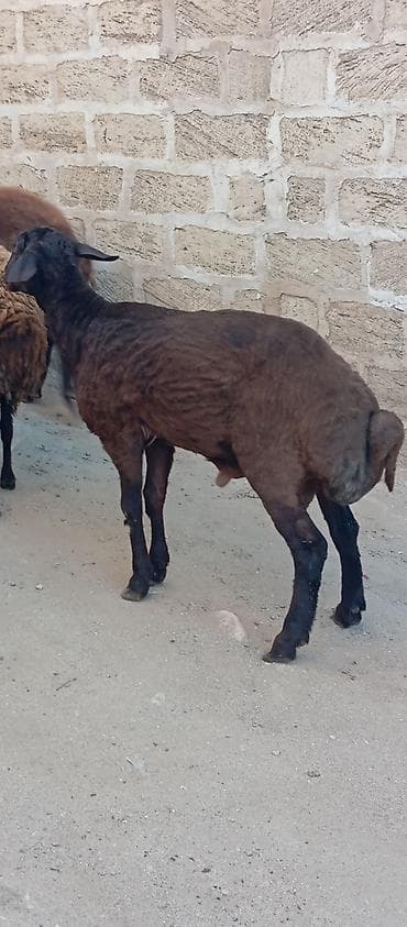 mal bazari: Salam ünvan Bakıin maştağa kendi obşi 5 baş heyvanlar satılır Qala — 7