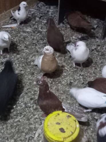 goyərcin satılır: Sarı xamut mayadı sağlam problemsiz quşdu - Rənglər: ağ, qəhvəyi, qara — 2