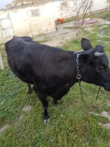 toyuq mehsullari topdan satis: Ətdiy inək satılır istəyən olsa yazsın video sun atım baxın real — 5