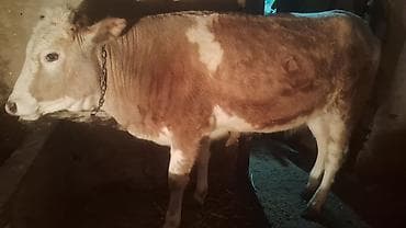 it yem: Satışda: kənd təsərrüfatı heyvanı – dana/inek (simmental tipli) — 5