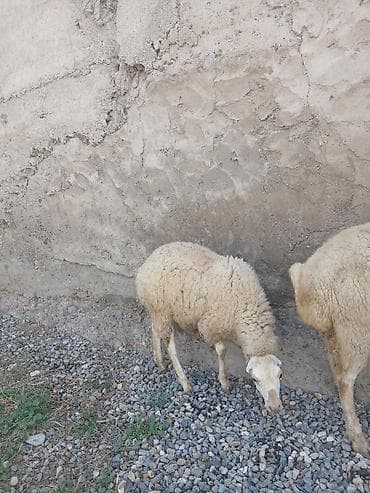 heyvan satisi: Ekiz quzuLu qoyun satıLır quzuLar dişidir ana qoçunu aLıb — 6