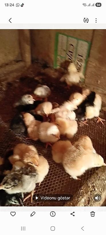 kənd cücələri: Toyuq cücələri, Damazlıq — 3