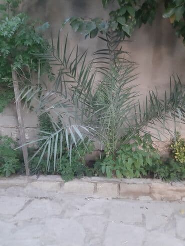 Bitkilər: Böyüklər 1500m balaca 350m — 4