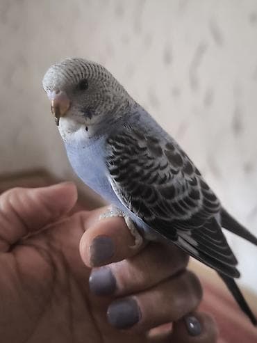 tutuquşlar: Məhsul: Dalmatin naxışlı, mavi çalarları olan dalğalı tutuquşu — 6