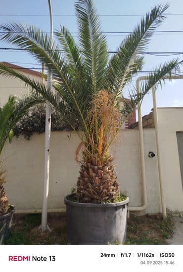 sekas palma: Xurma xurması (Phoenix canariensis) – iri şənlikli palma ağacları - — 2