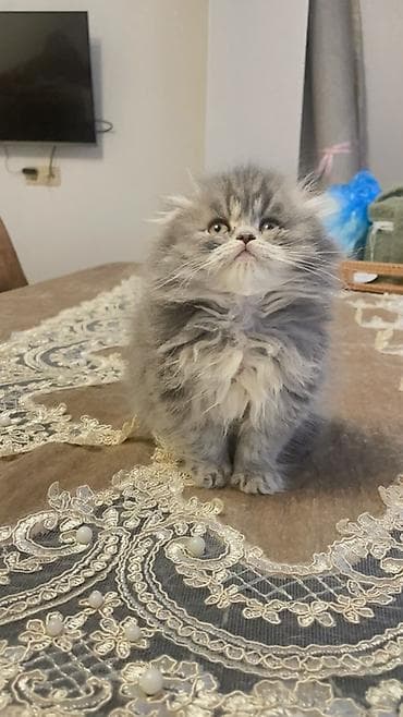 pitbul satilir: Şotland uzun tüklü, Dişi, Yaxşı əllərə, Ünvandan götürmə, Ödənişli çatdırılma — 2