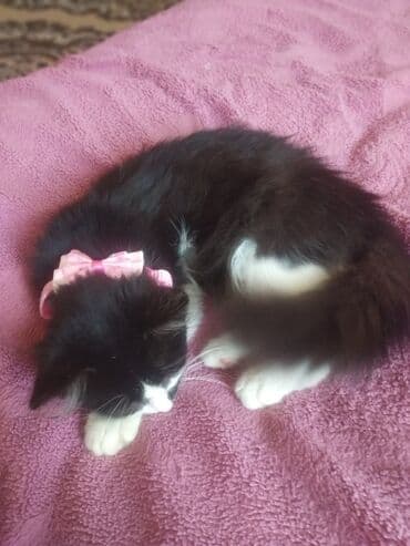 Cütləşdirmə erkən