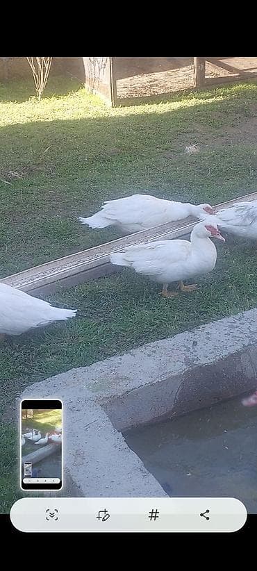 lavanda ördək: Lal yapon ördəklər xoruzdar kül öküz qırmızı öküz sortudu — 9