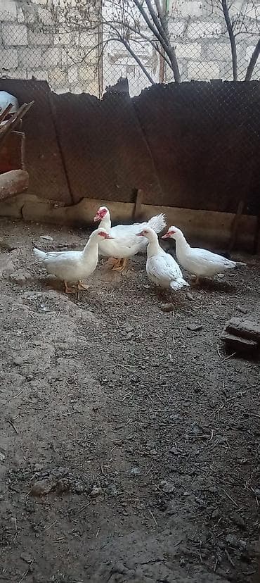 Salam şəkildəki lal ördəklər satılır yumurtuyurlar ataları lavanda