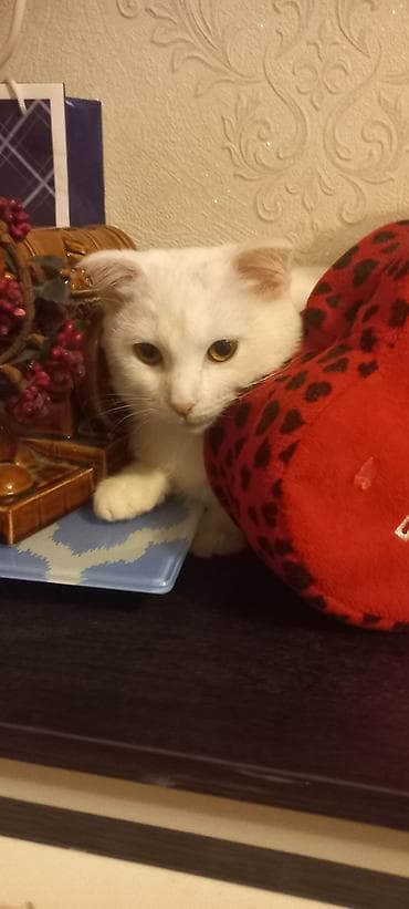 pişik şotland: Şotland — 2