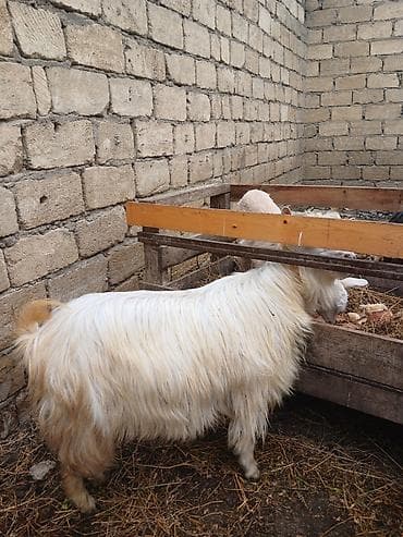 essek balasi: Goy keçi 280 m boğazdi.Ağ keçi axurdaki balasi ile 320 m ta isteyen — 2