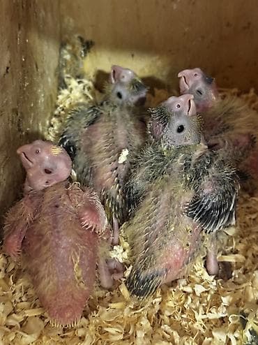 Korella aılesı satılır.Ata ana 4 bala.Balalardan bırı