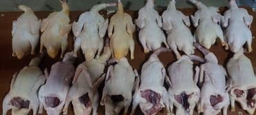 en iri it cinsi: Satılır — 11