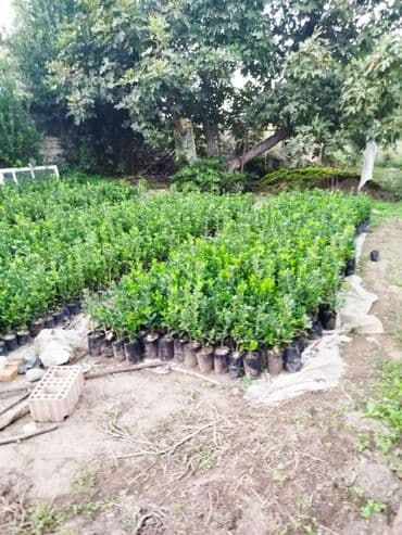 tut aragi satilir: Dekorativ agaclar — 6