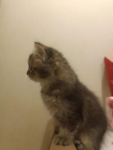 pers pişiyi: Pişik balası – uzun tüklü, yumşaq və pofud. Rəngi tünd-qəhvəyi boğaz — 3