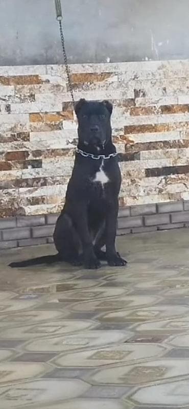 cane corso qiyməti: Kane-Korso, 1 il, Erkek, Ünvandan götürmə — 2
