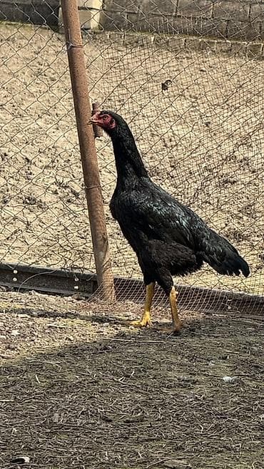 ataks toyuqları: Toyuq cücələri, Damazlıq — 3