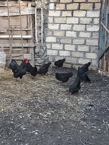 heyrati yumurtasi satilir: Avstralorp yumurtasi satilir 45 eded var.qiymet 1 azn unvan — 2