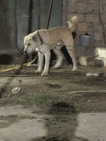 алабай в добрые руки: Məhsul: İt (böyük cins) Herkese salam 9 ayliq alabay erkeydi baxa — 5