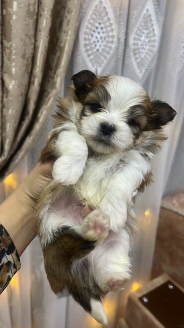 Malta bolonka, 1 ay, Erkek