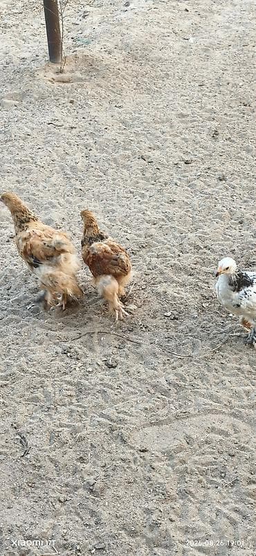 cucə fermasi: Toyuq cücələri, Damazlıq, Ünvandan götürmə — 5