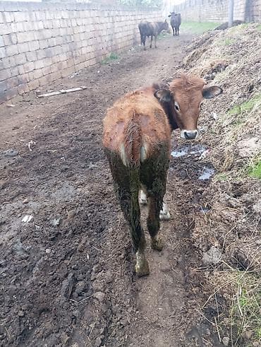 inək dana: Saxlanmali kok disi dana — 2