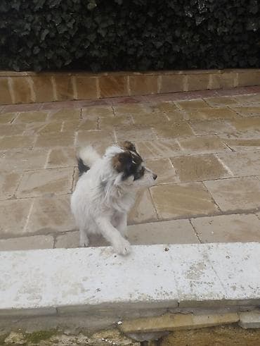 Pudel, 9 ay, Erkek, Peyvəndli, Ödənişli çatdırılma