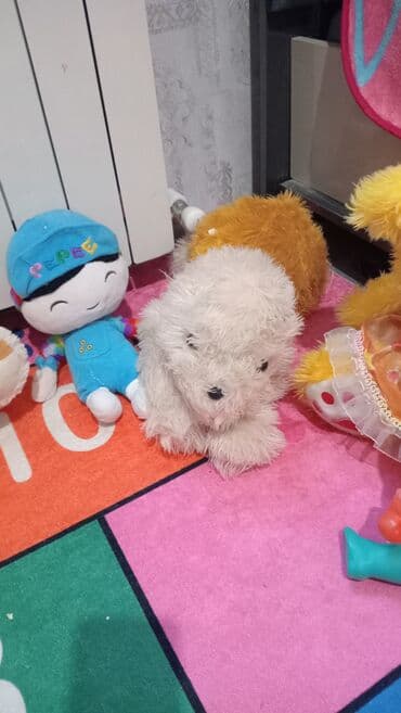 uşaq üçün oyuncaq: Hamsi birge usaq oynatmirdeye satlir - Yumşaq oyuncaq it və ayı — 4