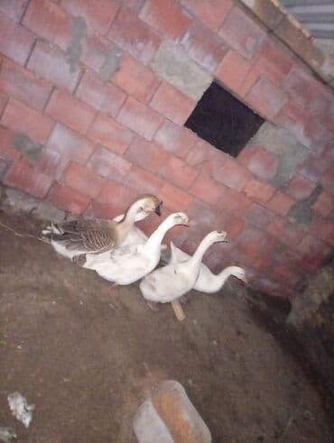 Digər heyvanlar: Salam qazdar satılır 2erkek3disidi super heyvanlardi — 1