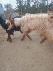 İtlər: Dişi, Hələb, il: 3, Damazlıq — 7