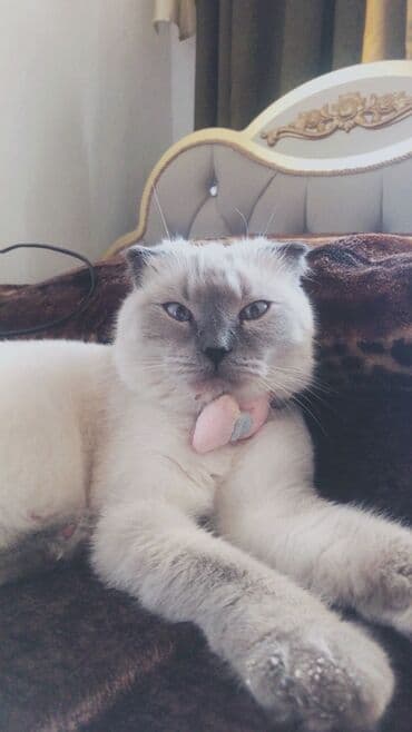 шотландский вислоухий котенок баку: Шотладская вислоухая, Самка — 1