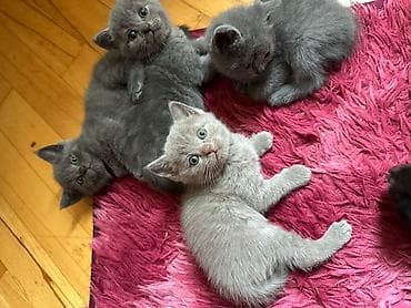 kangal sekilleri: Erkək, Dişi, Yaxşı əllərə, Ünvandan götürmə, Pulsuz çatdırılma, Ödənişli çatdırılma — 7