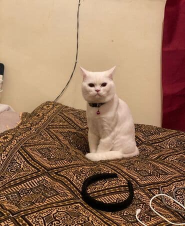 Lexus: Britan, Erkək — 2