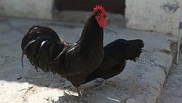 Salam.Temiz gan avstrolop cuceleri, toros xetti. iki ayliqdilar, Ata — 4