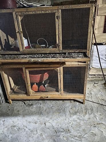 qəfəslər: İki mərtəbəli taxta qəfəs – quş və ya kiçik heyvan saxlanışı üçün - — 5