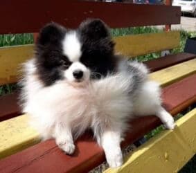 xamyak qefes: Məhsul: Pomeranian (Spitz) balaları – nadir piebald/rəngli (qara‑ağ) — 1