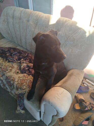 xaski bala: Kane-Korso, 5 ay, Erkek, Ünvandan götürmə — 3