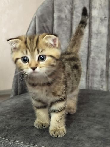 pişik cutlesdirmek: Britan — 2